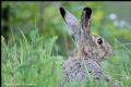 Lepus europaeus